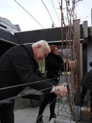 Rez potomke najstarejše vinske trte na svetu v Šmartnem ob Paki 1